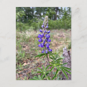 Carte Postale Lupine soie (Lupinus sericeus)