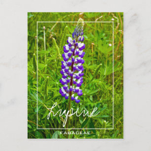 Carte Postale Lupine Violet Et Blanche   Lupin   Fleur Lupinus