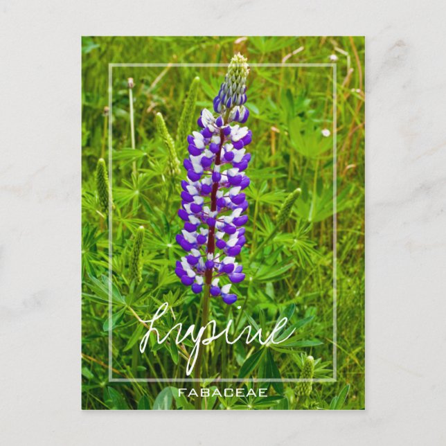 Carte Postale Lupine Violet Et Blanche | Lupin | Fleur Lupinus (Devant)
