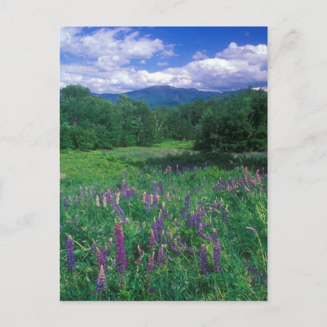 Carte Postale Lupines Mont Lafayette (Devant)