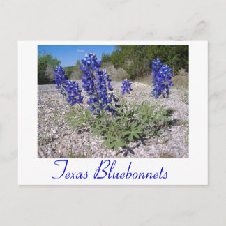 Carte Postale Lupins bleus