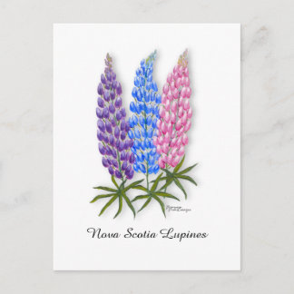 Carte Postale Lupins de Nouvelle-Écosse