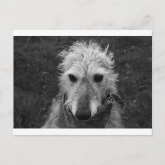 Carte Postale Lurcher