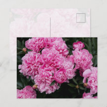 Lush Pink Peony Garden Floral Fine Art