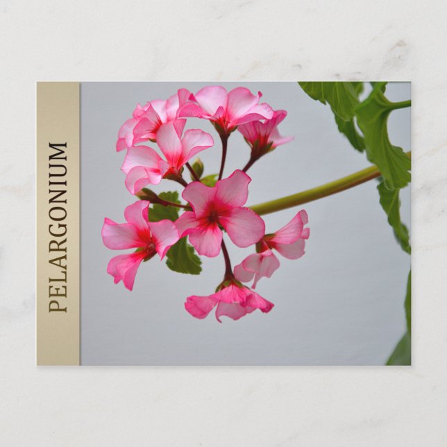 Carte postale Lustra Pelargonium (Devant)