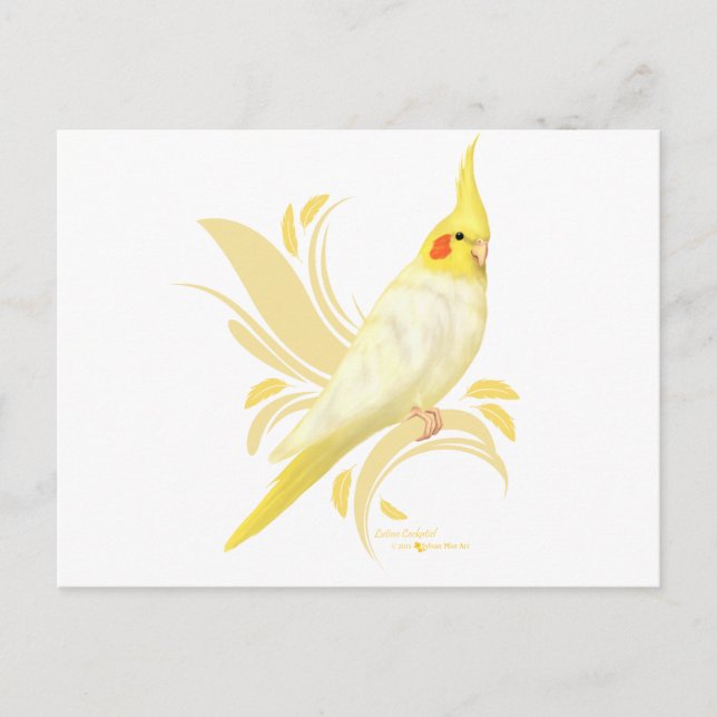 Carte Postale Lutino Cockatiel (Devant)