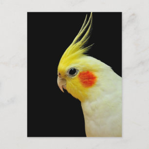 Carte Postale Lutino Cockatiel