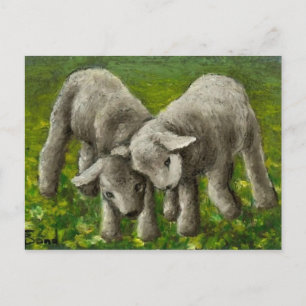 Carte Postale Lutte contre les agneaux