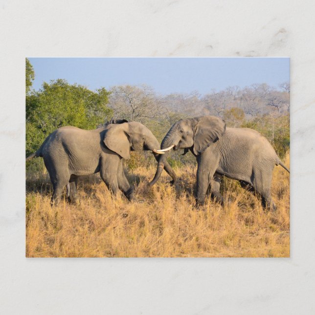 Carte Postale Lutte contre les éléphants (Devant)