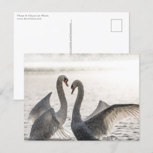 Carte Postale Lutter contre les cygnes Nature Photo
