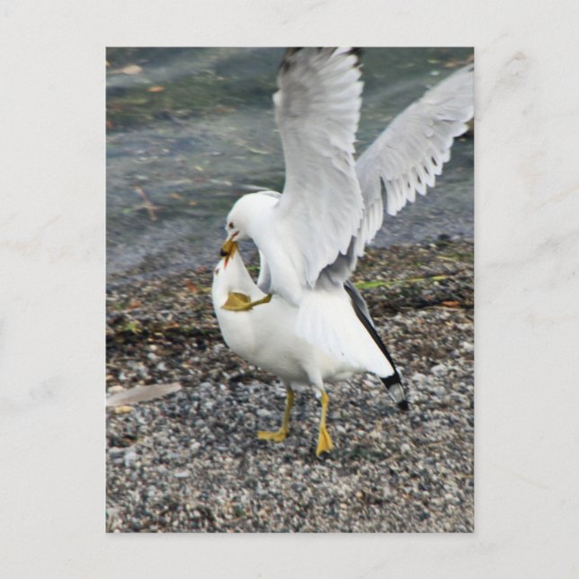 Carte Postale Lutter contre les mouettes (Devant)