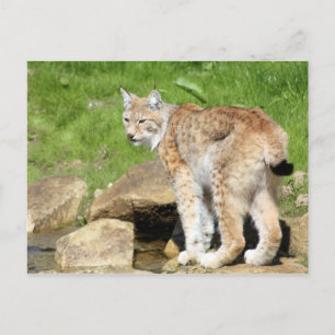 Carte Postale Lynx