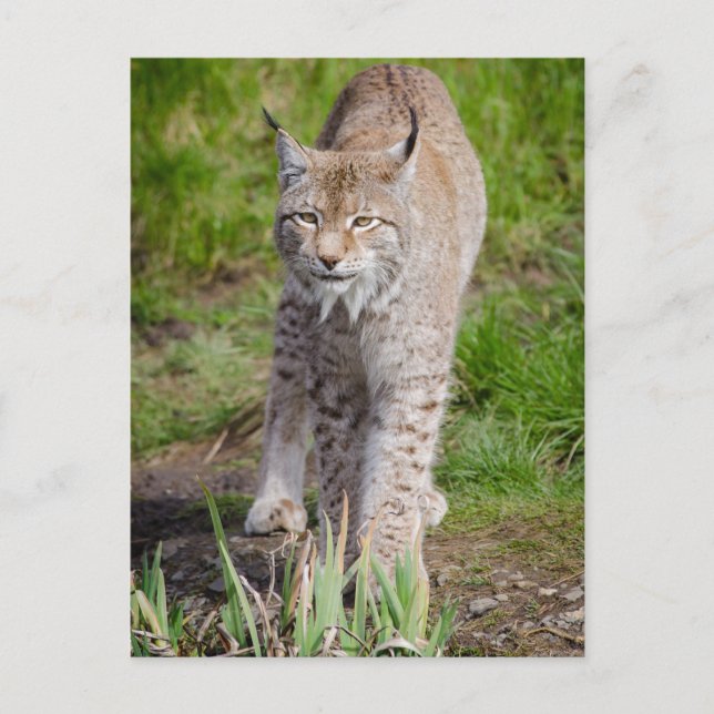 Carte Postale Lynx (Devant)