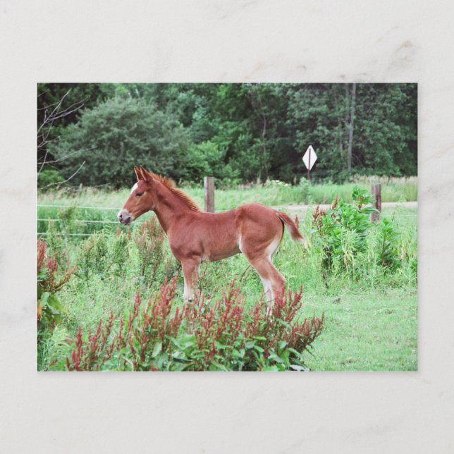 Carte Postale Lynx bébé (Devant)