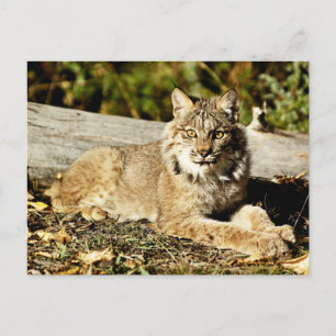Carte Postale Lynx canadienne