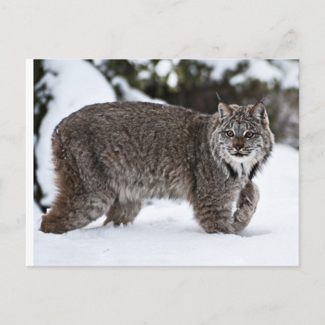 Carte Postale Lynx canadienne dans la neige (Devant)
