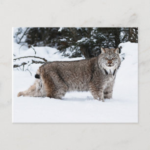 Carte Postale Lynx canadienne dans la neige