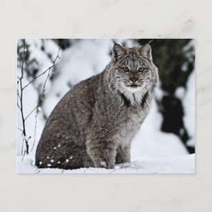 Carte Postale Lynx canadienne dans la neige