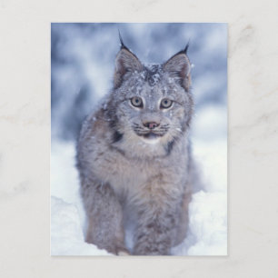 Carte Postale Lynx dans la neige dans les contreforts