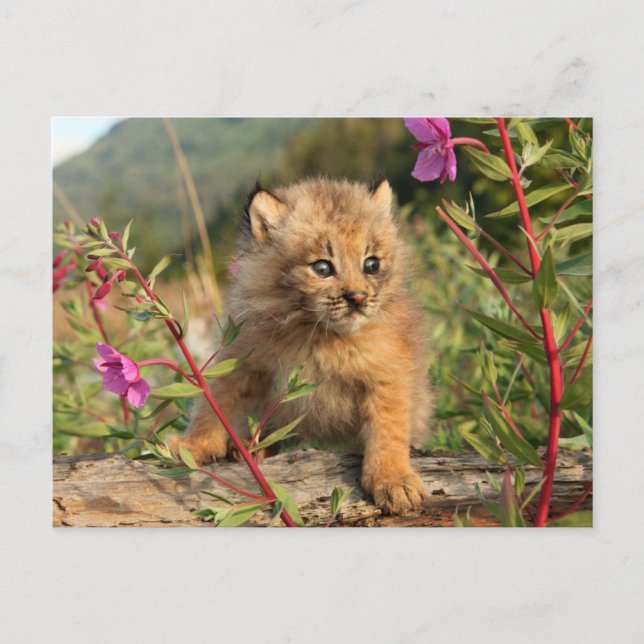 Carte Postale Lynx du Canada nouveau-né, Alaska (Devant)