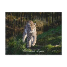 Lynx eurasien