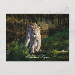 Carte Postale Lynx eurasien
