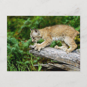 Carte Postale Lynx Kitten canadienne prête à rebondir