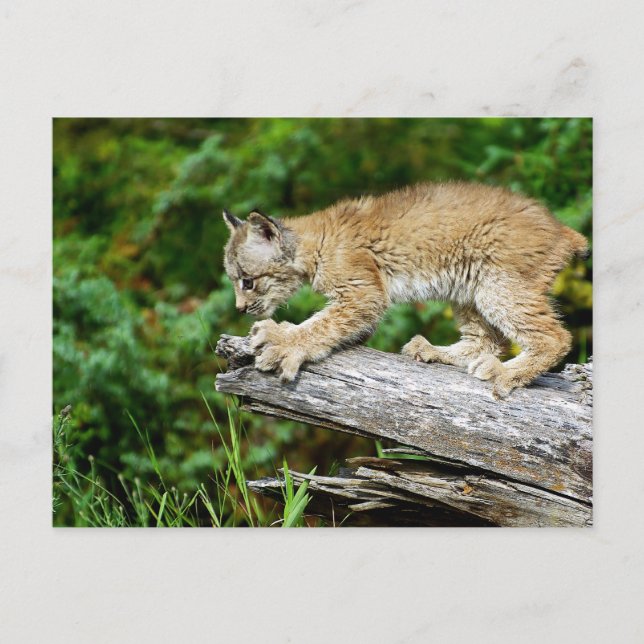Carte Postale Lynx Kitten canadienne prête à rebondir (Devant)