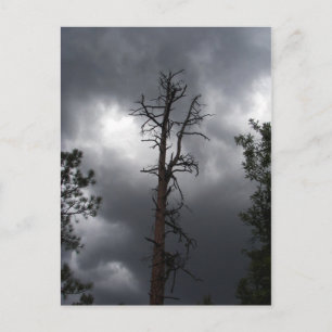 Carte Postale Lynx Lake, Arizona, est un réservoir de 25 acres