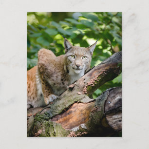 Carte Postale Lynx Rouge Dans La Jungle