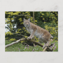 Lynx Rouge Sur Une Branche D'Arbre