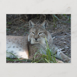 Carte Postale lynx sibérien 017