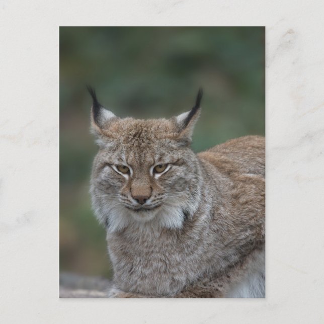 Carte Postale Lynx Vous Regarde (Devant)