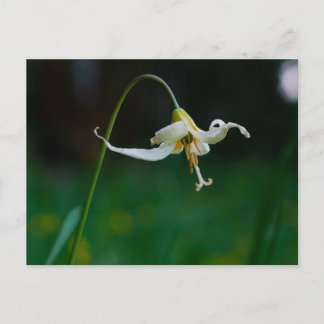 Carte Postale Lys blanc du cerf 01