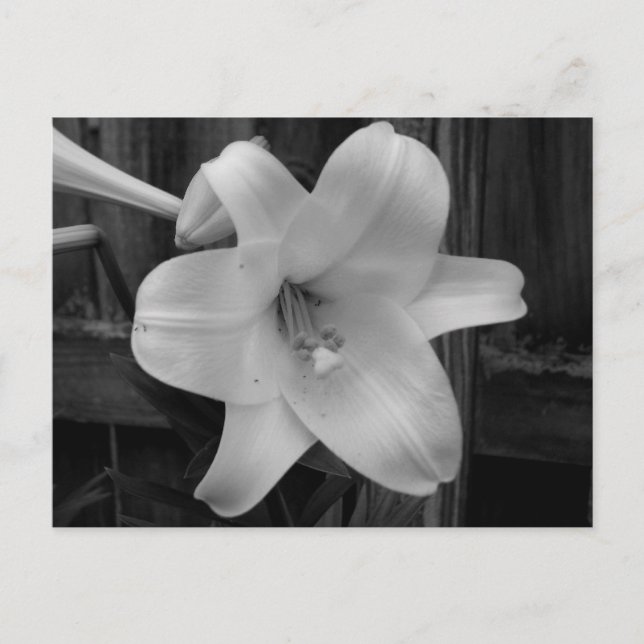 Carte Postale Lys blancs (Devant)