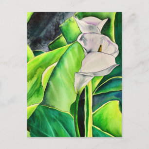 Carte Postale Lys d'arum blanc aquarelle florale tropicale