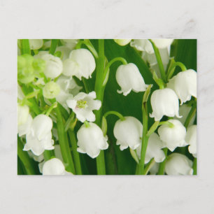 Carte Postale Lys de la Vallée Fleurs de printemps blanches