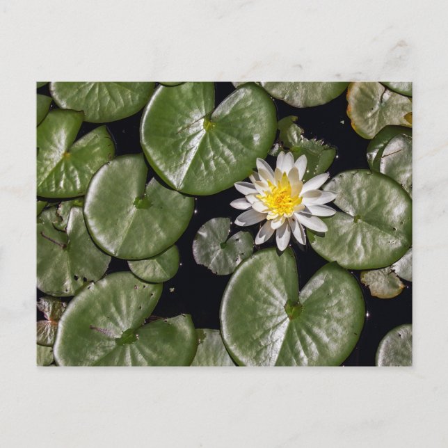 Carte Postale Lys d'eau (Devant)