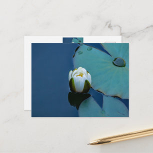 Carte Postale Lys d'eau blanche dans l'étang, photographie de la