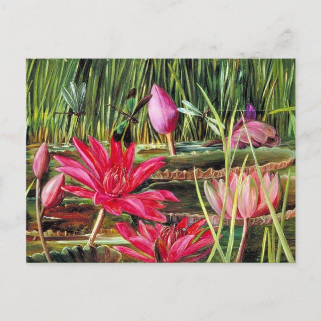 Carte Postale Lys d'eau rouge du sud de l'Inde (Devant)
