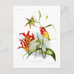 Carte Postale Lys flamme (Gloriosa superba)