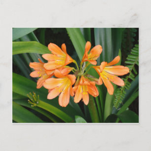 Carte Postale Lys orange avec plusieurs fleurs