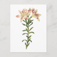 Lys péruviens (Alstromeria pelegrina) par Redouté