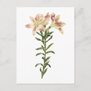 Carte Postale Lys péruviens (Alstromeria pelegrina) par Redouté