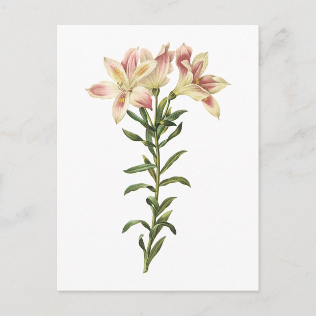 Carte Postale Lys péruviens (Alstromeria pelegrina) par Redouté (Devant)