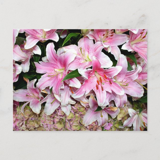 Carte Postale Lys roses et Hydrangea (Devant)