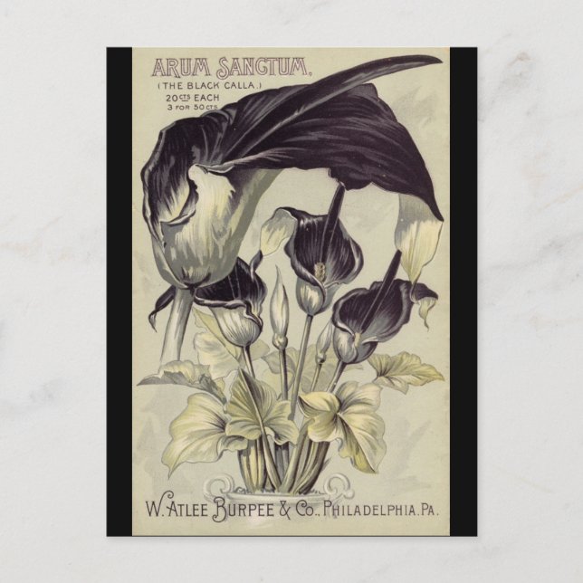 Carte Postale Lys vintage noir Calla (Devant)