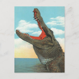 Carte Postale M. Alligator