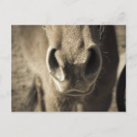 M. comestible incroyable Ed