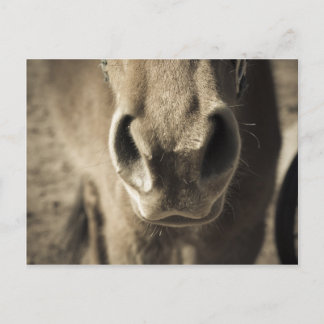 Carte Postale M. comestible incroyable Ed